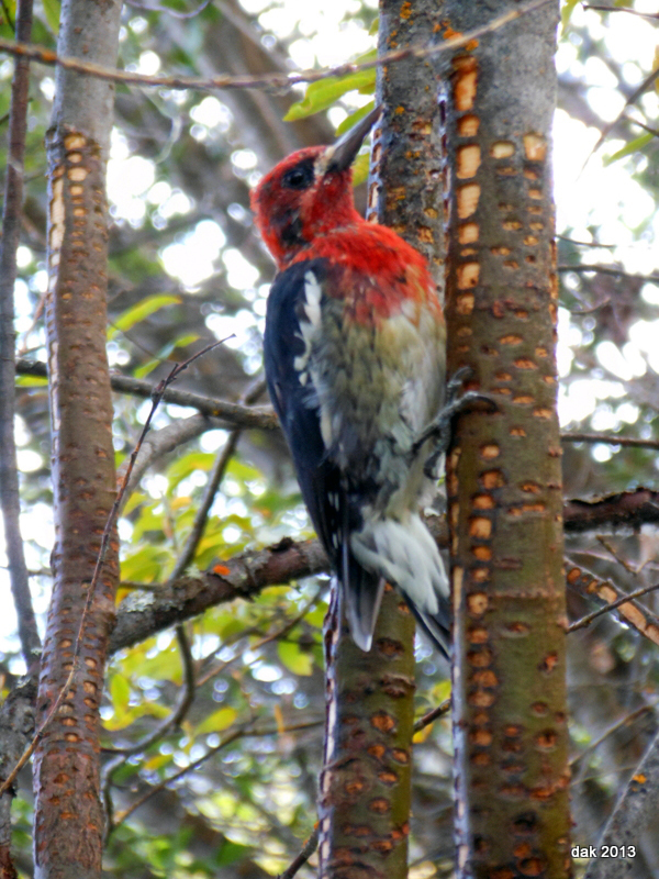 Piliated Woodpecker