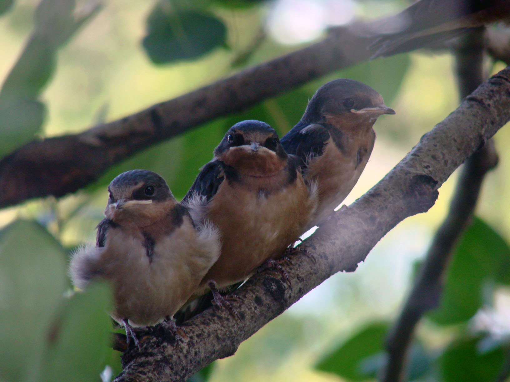 Baby swallows out of the nest