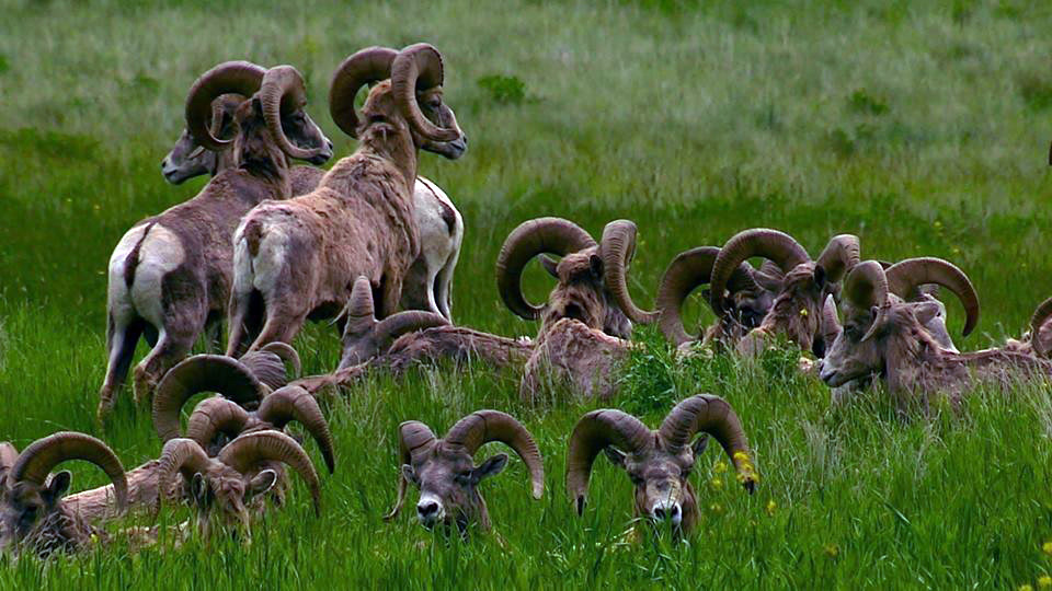 Bighorn Sheep