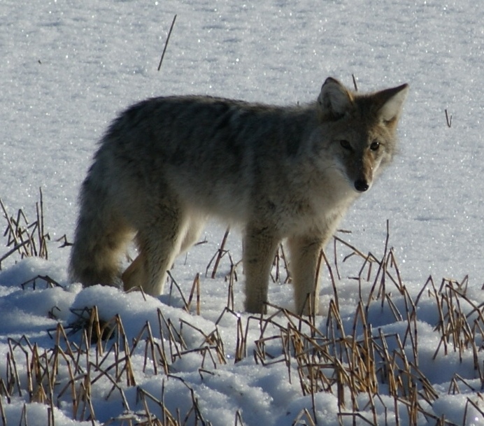 A Coyote visits