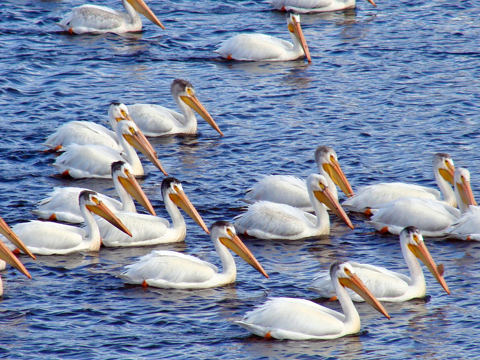 American White Pelicans