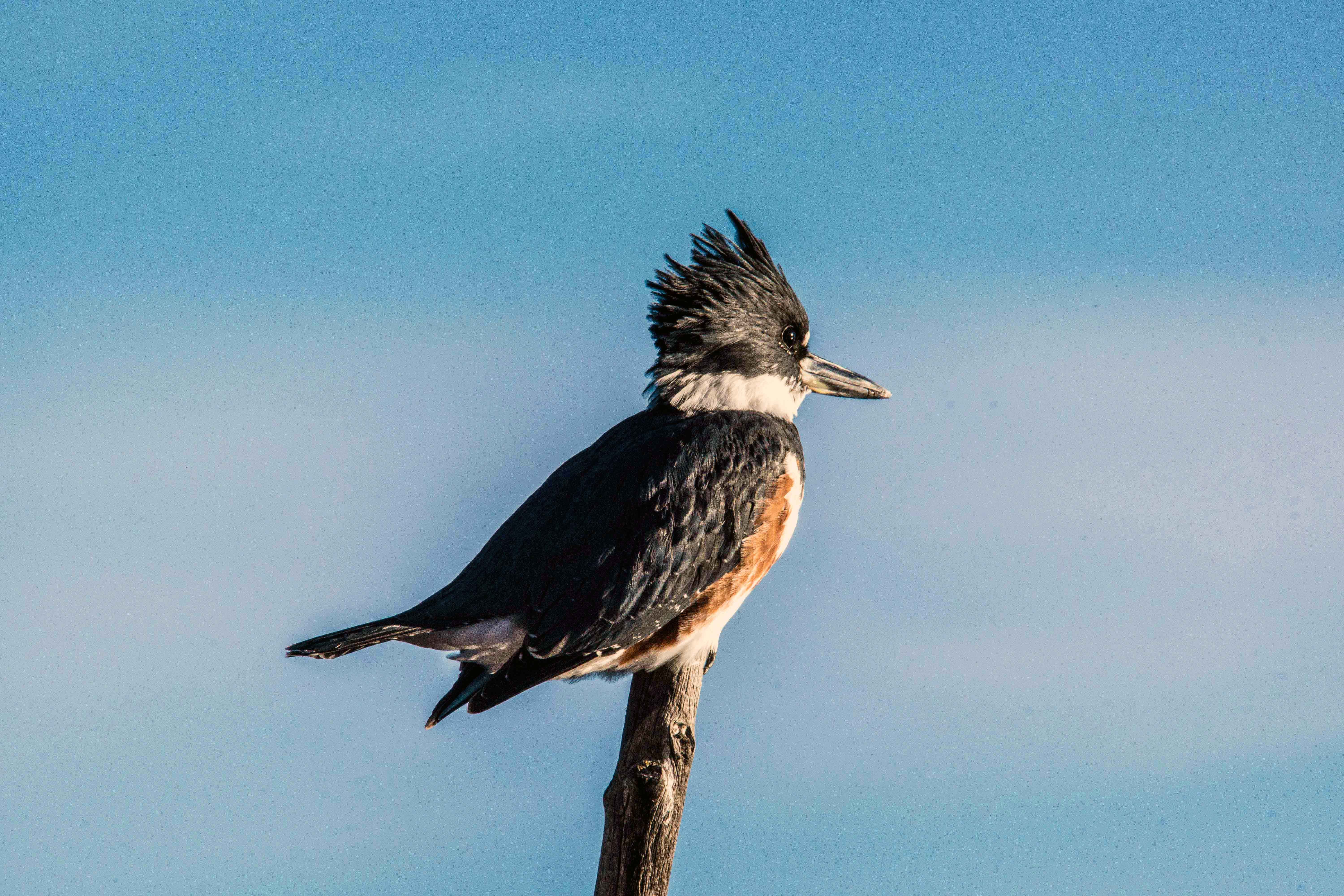 Kingfisher on his perch