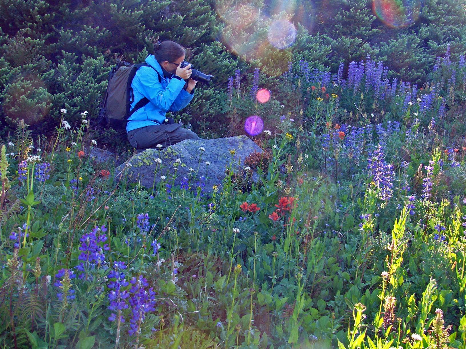 Wildflowers on trail